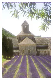 Abbaye de Sénanque et lavande